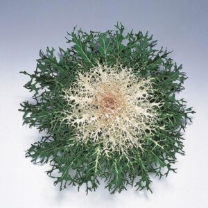 ORNAMENTAL KALE - PEACOCK WHITE 4IN