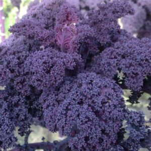 ORNAMENTAL KALE - SCARLET BOR 4IN
