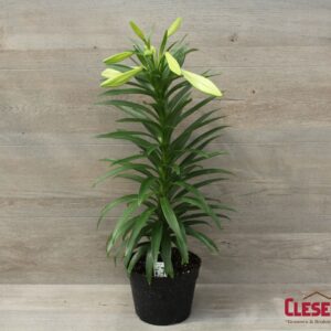 EASTER LILY - 6.5IN 1 STEM 5+BLOOMS