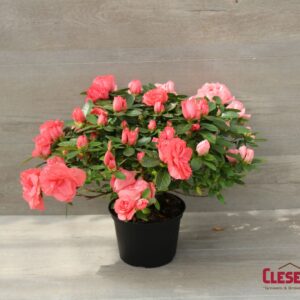 AZALEA - SALMON