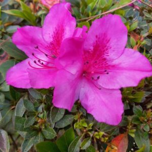 AZALEA - LAVENDER