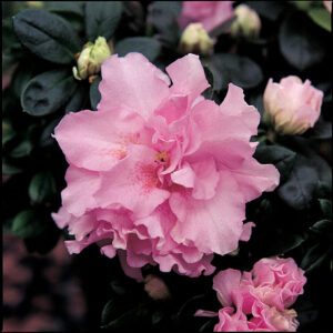 AZALEA - PINK