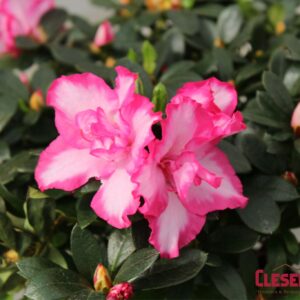 AZALEA - PINK & WHITE VARIEGATED