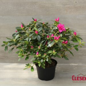 AZALEA - PURPLE