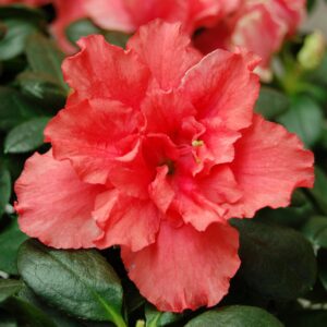 AZALEA - SALMON