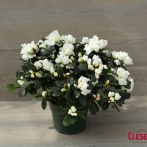 AZALEA - WHITE