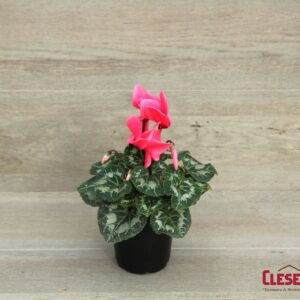 CYCLAMEN - DARK PINK 6IN
