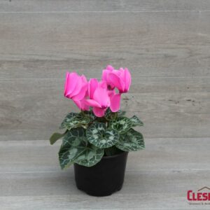 CYCLAMEN - LAVENDER 6IN