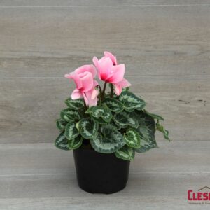 CYCLAMEN - LIGHT PINK 6IN