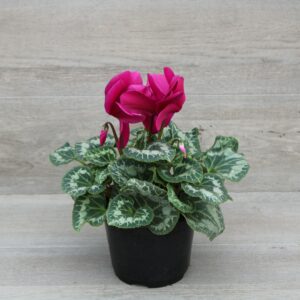 CYCLAMEN - PURPLE 6IN