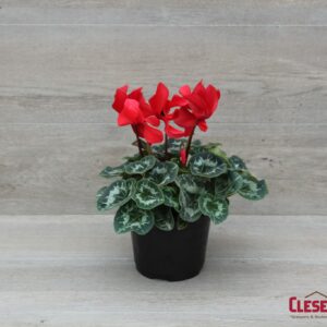 CYCLAMEN - RED 6IN