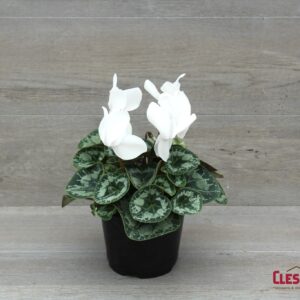CYCLAMEN - WHITE 6IN