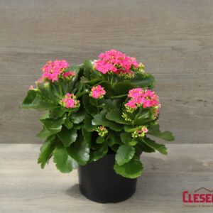 KALANCHOE - PURPLE 6IN