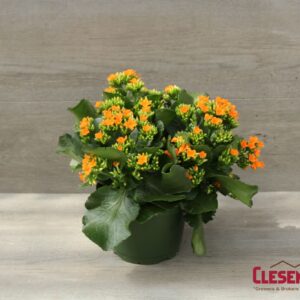 KALANCHOE - ORANGE 6IN