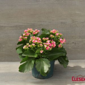 KALANCHOE - PINK 6IN