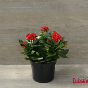 KALANCHOE - RED 6IN