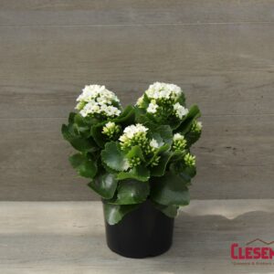 KALANCHOE - WHITE 6IN