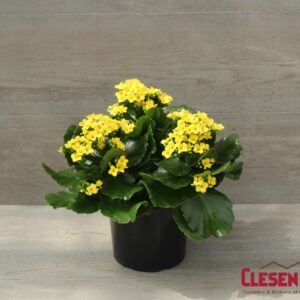 KALANCHOE - YELLOW 6IN
