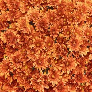 GARDEN MUM - ARLUNO ORANGE 8IN
