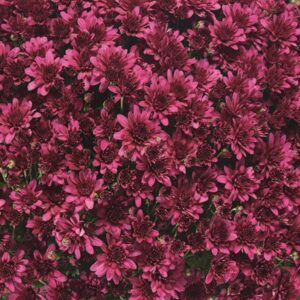 GARDEN MUM - ARLUNO PURPLE 8IN