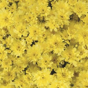 GARDEN MUM - ARLUNO YELLOW 8IN