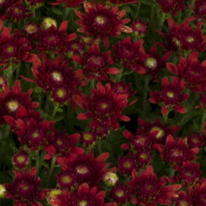 GARDEN MUM - BEVERLY DARK BRONZE 8IN