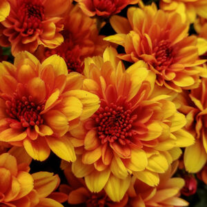 GARDEN MUM - FIRE HALO 8IN