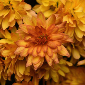 GARDEN MUM - KIZZMET YELLOW 8IN