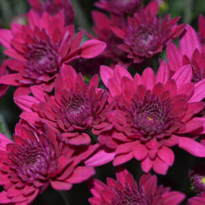 GARDEN MUM - MAJESTY PURPLE 8IN