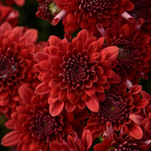GARDEN MUM - MAJESTY RED 8IN