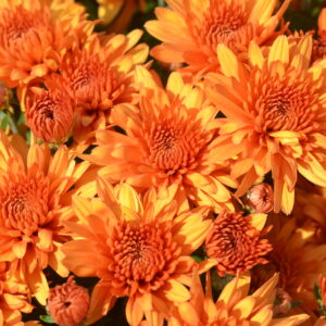 GARDEN MUM - PERFECTLY ORANGE 8IN
