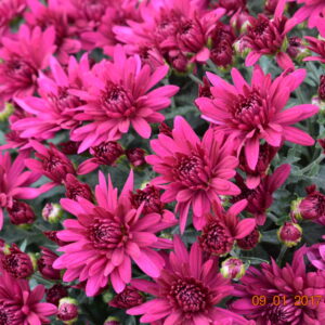 GARDEN MUM - POPPIN PURPLE 8IN