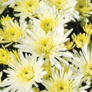 GARDEN MUM - STARBURST WHITE 8IN