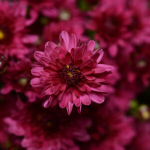 GARDEN MUM - STELLAR PURPLE 8IN