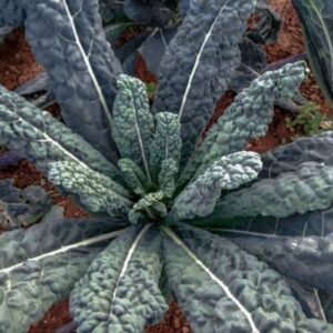 ORNAMENTAL KALE - DINOSAUR 8IN