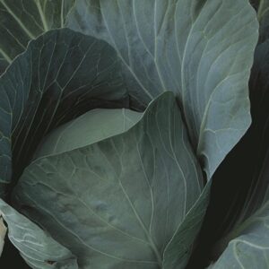 ORNAMENTAL CABBAGE - DYNASTY BLUE 4IN