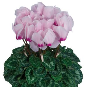 CYCLAMEN - LIGHT PINK 4IN
