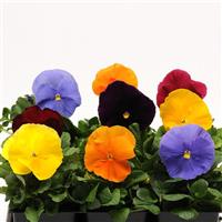 PANSY - MATRIX JEWELS MIX