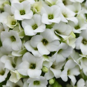 KALANCHOE - WHITE 6IN