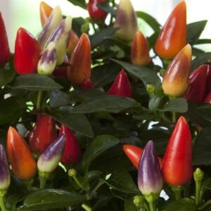 ORNAMENTAL PEPPER - ACAPULCO XP MULTI RED 4IN
