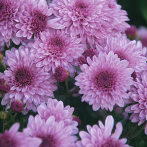 INDOOR MUM - PURPLE CUSHION