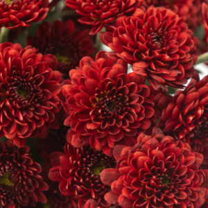 INDOOR MUM - RED CUSHION