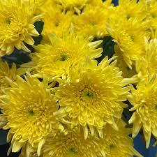 INDOOR MUM - YELLOW CUSHION