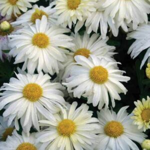 INDOOR MUM - WHITE DAISY