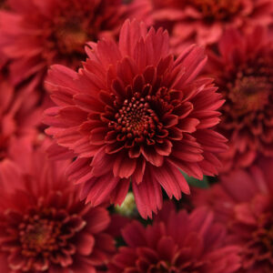 GARDEN MUM - FLAMINGO CRANBERRY 8IN