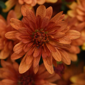 GARDEN MUM - KICKIN' SPICY ORANGE 8IN
