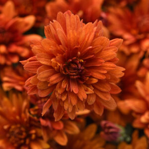 GARDEN MUM - SWEET POTATO 8IN