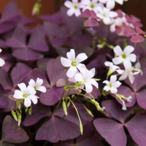 OXALIS - SHAMROCK PURPLE 6IN