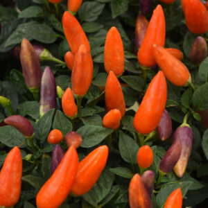 ORNAMENTAL PEPPER - ACAPULCO XP MULTI ORANGE 4IN
