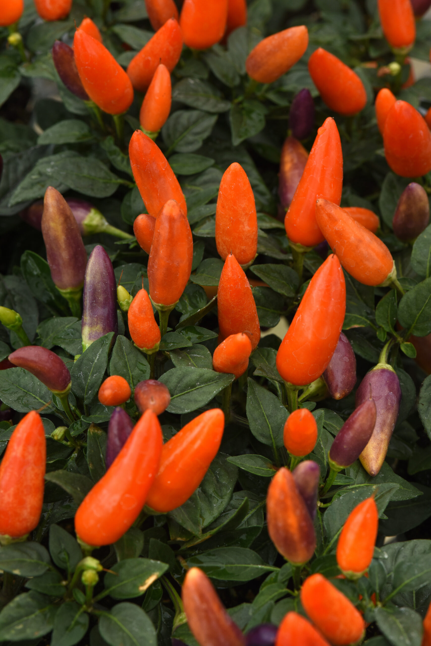 ORNAMENTAL PEPPER - ACAPULCO XP MULTI ORANGE 4IN